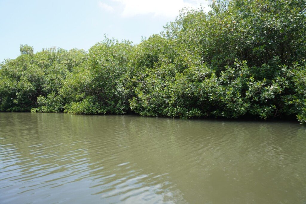 Mangrove forest lining a river in the Sundarbans, West Bengal