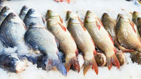Fresh fish on ice at an Indian fish market