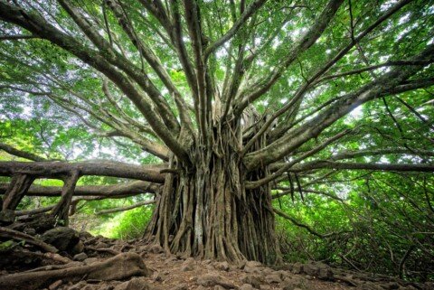 Indian Botanic Garden Kolkata: Timings, Entry Fee & Visitor Guide 32 Sprawling banyan tree with thick aerial prop roots, similar to the Great Banyan Tree at the Indian Botanic Garden in Kolkata