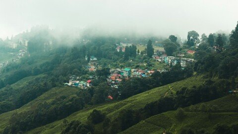 Tea garden in Darjeeling, part of the Darjeeling-Kurseong-Mirik belt pitched at the West Bengal Tourism Investors' Meet 2026