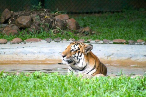 A Royal Bengal tiger cooling off in a shallow pool, one of the main attractions at Alipore Zoo Kolkata