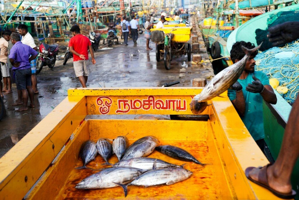 Fishermen unloading fresh fish at a busy market, similar to the early morning scene at Kolkata fish markets